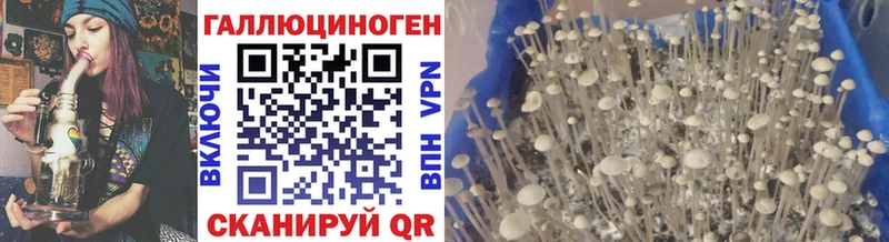 OMG как войти Сердобск Псилоцибиновые грибы прущие грибы